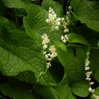Antigonon leptopus Hook. & Arn.